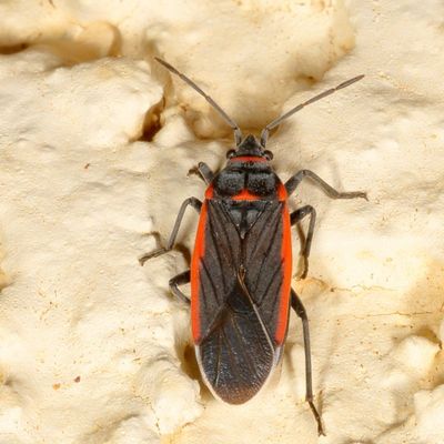 Melacoryphus lateralis * Charcoal Seed Bug