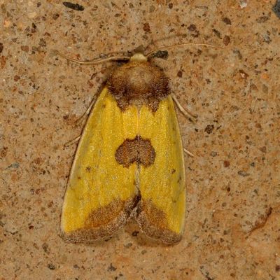 Hodges#9785.1 *Stiria intermixta 
