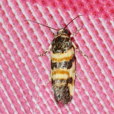 Hodges#9129 * Spragueia funeralis