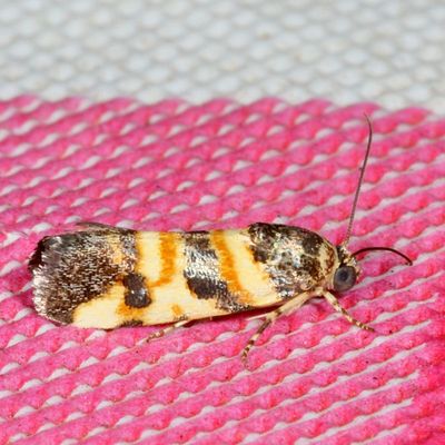 Hodges#9129 * Spragueia funeralis
