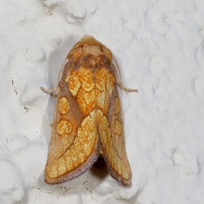 Hodges#9799 * Nocloa alcandra