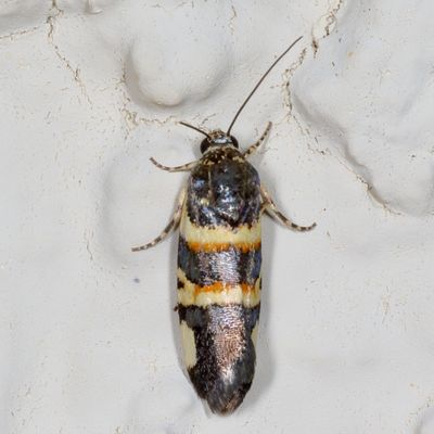 Hodges#9129 * Spragueia funeralis