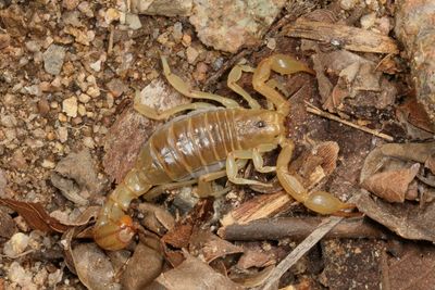 Paravaejovis spinigerus * Stripe-tailed Scorpion