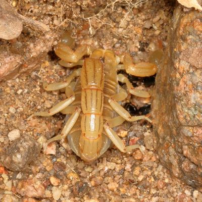 Scorpiones : Scorpions