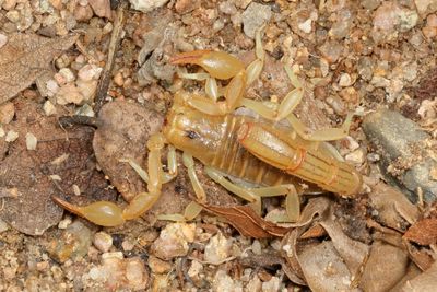 Paravaejovis spinigerus * Stripe-tailed Scorpion