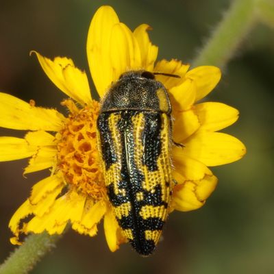 Acmaeodera amplicollis