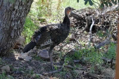 Gould's Wild Turkey / Meleagris gallopavo mexicana