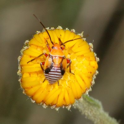 Neocapsus fasciativentris nymph