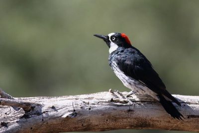 Acorn Woodpecker