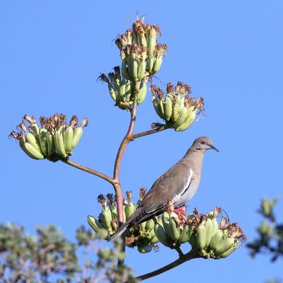 White-winged Dove