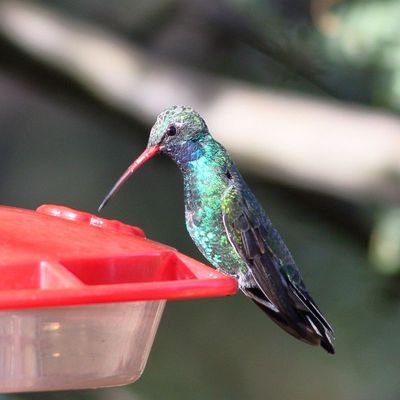 Broad-billed Hummingbird 
