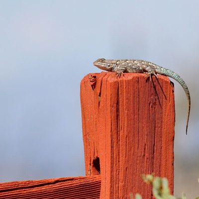 Clark's Spiny Lizard