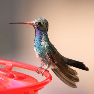 Broad-billed Hummingbird