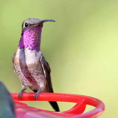 Lucifer Hummingbird