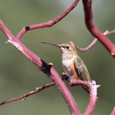 Rufous Hummingbird