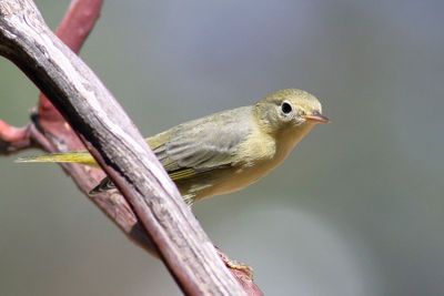 Yellow Warbler / 1st year