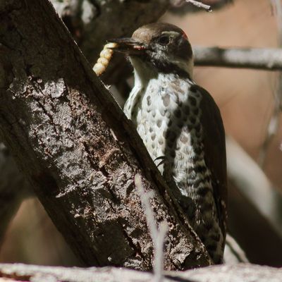 Arizona Woodpecker ♂