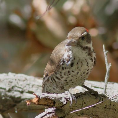 Arizona Woodpecker ♂