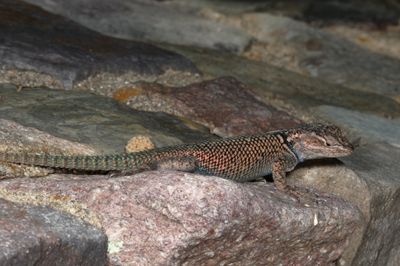 Yarrow's Spiny Lizard * Sceloporus jarrovii