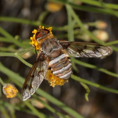 Subfamily Anthracinae