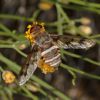 Genus Lepidanthrax (Tentative)