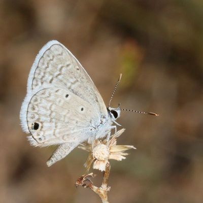 Ceraunus Blue
