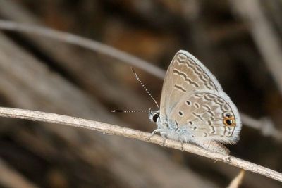 Ceraunus Blue