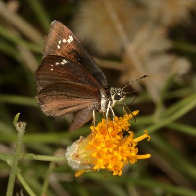 Common Sootywing