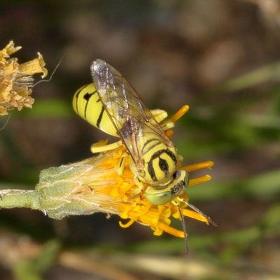 Bembix dentilabris (tentative)