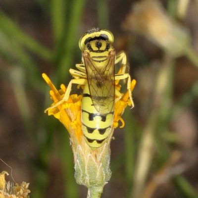 Bembix dentilabris (tentative)