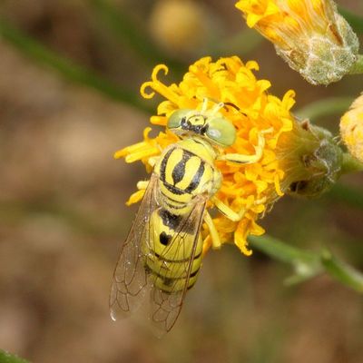 Bembix dentilabris (tentative)