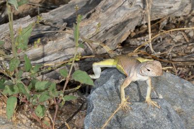 Zebra-tailed Lizard