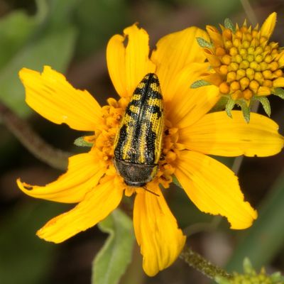 Acmaeodera amplicollis