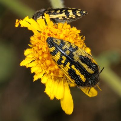 Acmaeodera amplicollis