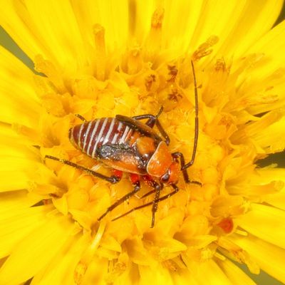 Neocapsus fasciativentris nymph (tentative)