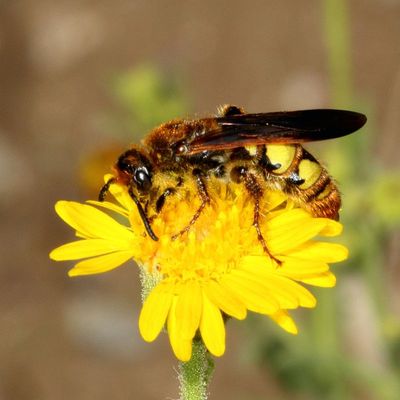 Xanthocampsomeris limosa ♀
