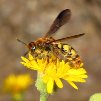 Xanthocampsomeris limosa ♀