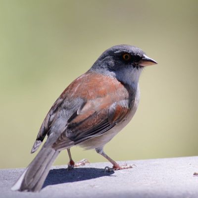 Yellow-eyed Junco