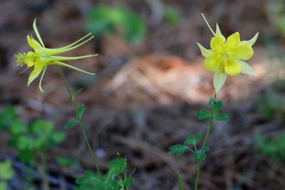 Aquilegia chrysantha * Golden Columbine 