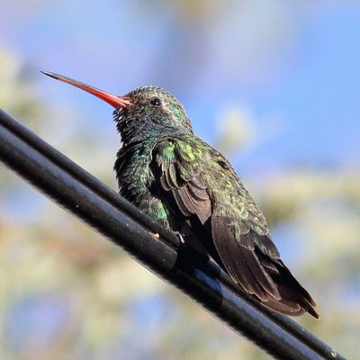 Broad-billed Hummingbird