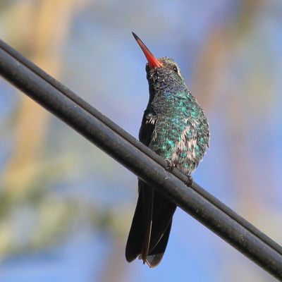 Broad-billed Hummingbird 