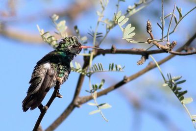 Broad-billed Hummingbird 