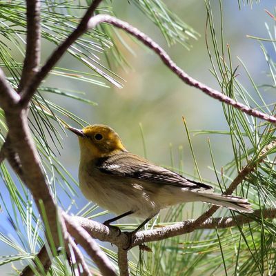 Hermit Warbler / 1st winter ♀