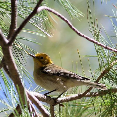 Hermit Warbler