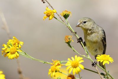 Lesser Goldfinch ♀