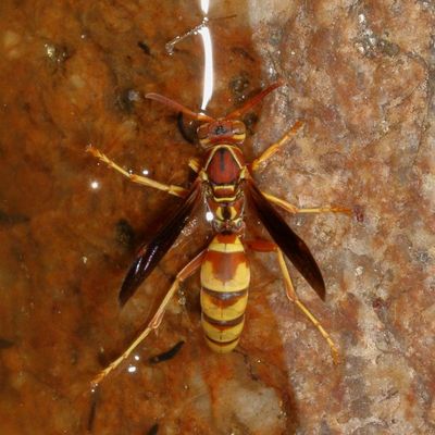 Polistes dorsalis californicus * Hunter's Little Paper Wasp