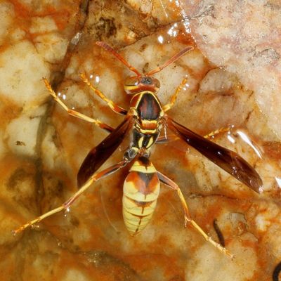 Polistes dorsalis californicus * Hunter's Little Paper Wasp