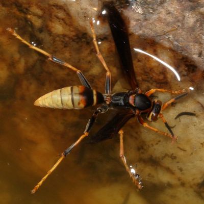 Polistes comanchus navajoe * Comanche Paper Wasp
