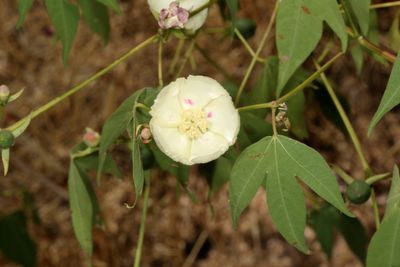 Desert Cotton * Gossypium thurberi