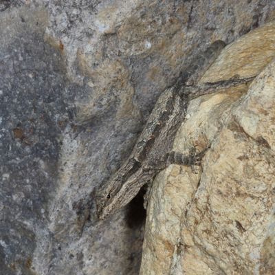Ornate Tree Lizard